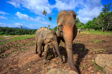 Herd of elephants in the nature