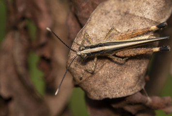 The image of the brown  Grasshopper in Thailand.(Choroedocus violaceipes),Cassava Grasshopper.