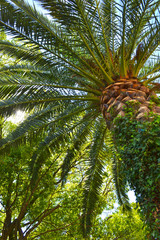 The umbrella of the leaves of the palm tree in the south