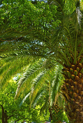 Obraz na płótnie Canvas Beautiful green palm trees in a tropical forest near the sea.