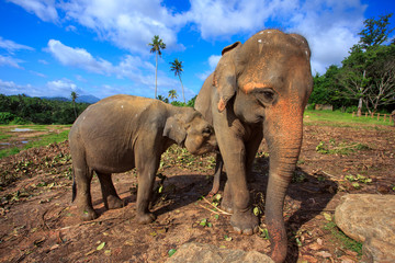 Herd of elephants in the nature