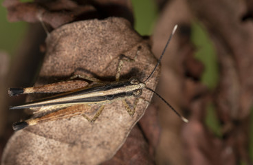 The image of the brown  Grasshopper in Thailand.(Choroedocus violaceipes),Cassava Grasshopper.