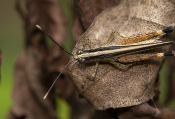 The image of the brown  Grasshopper in Thailand.(Choroedocus violaceipes),Cassava Grasshopper.