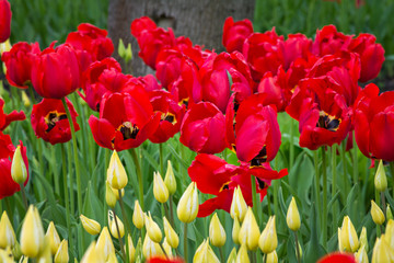 red tulips, beautiful flowers on the field in the park. panorama