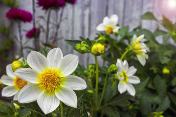 Closeup bright white flowers in the backyard at the country against the background of the fence