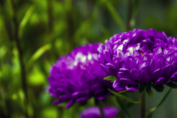 closeup bright beautiful purple flowers in nature