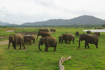 Naklejka na ściany i meble A pride of elephants in Minneriya National Park, Sri Lanka