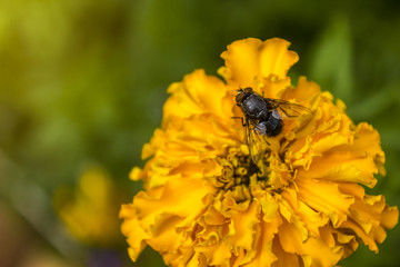 Honey bee collecting pollen from yellow flowers
