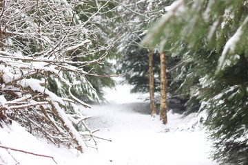 Winter