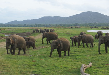 Fototapeta na wymiar A pride of elephants in Minneriya National Park, Sri Lanka