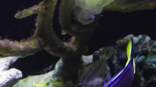 Just swimming around the reef.