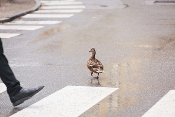 Ente überquert Straße am Zebrastreifen und hält den Verkehr auf