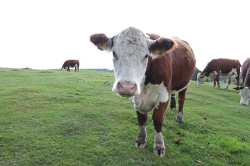 Cow