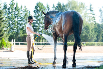 Brown horse enjoying of cooling down in the summer shower