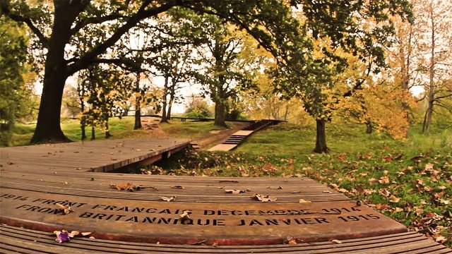 Walking  through world war one battlefield covered with woods