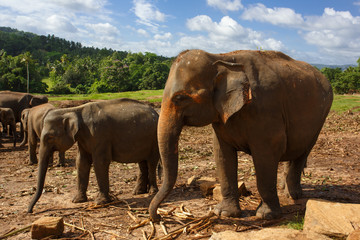 Herd of elephants in the nature