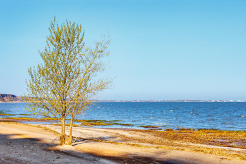 Young green tree on the wild sea beach