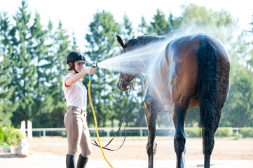 Brown horse enjoying of cooling down in the summer shower
