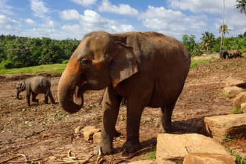 Obraz premium Herd of elephants in the nature