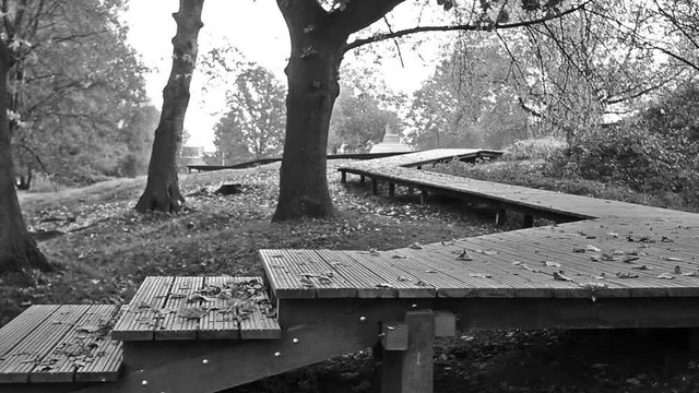 Walking  through world war one battlefield covered with woods