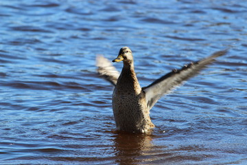 duck in tartu estonia