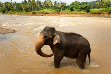 Little elephant bathes in the river