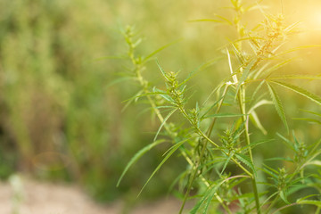 hemp cannabis, marijuana on the plantation