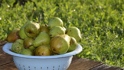 The harvest of pears in the dishes, in the garden on a summer day.