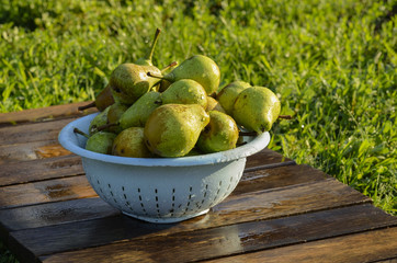 The harvest of pears in the dishes, in the garden on a summer day.