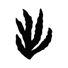 Obraz premium algae isolated object black sea plant.