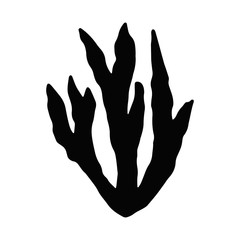 algae isolated object black sea plant