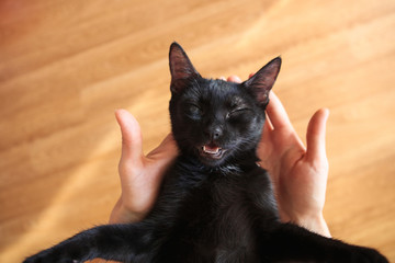 Cute black cat in the woman hands