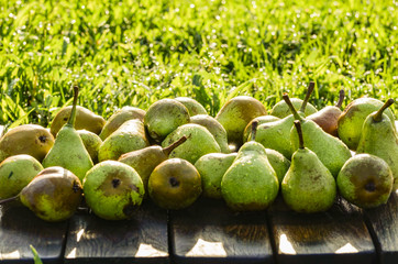 Harvest pears in the garden.
