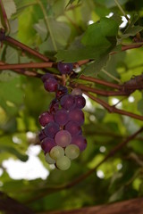 Grapes