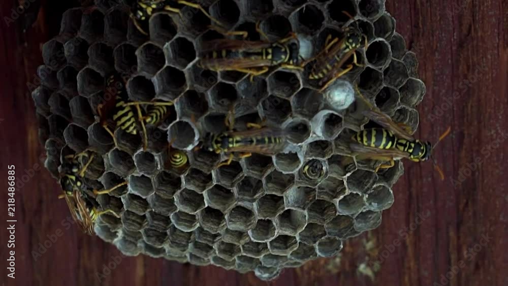 Poster macro close up of a wasp hive under the roof of a house. the wasps are protecting and building the h