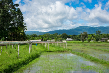 Fototapeta premium Beautiful rice fields in Chuang Mai, Thailand