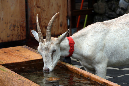 white alpin goat drinking water