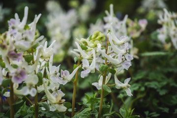 nature, flowers, Botanical garden