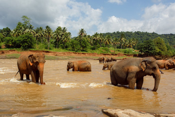 Fototapeta na wymiar Herd of elephants in the river