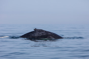 Humpback Whale With Distinctive Dorsal Fin Swimming in New England