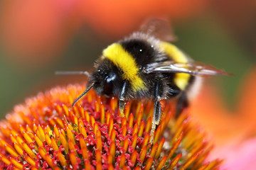 Bumblebee sucks nectar from the flower with her long tongue