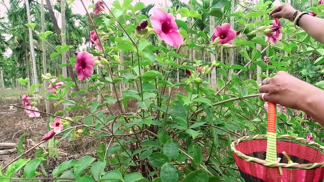A woman plucking flowers and putting it inside a basket.