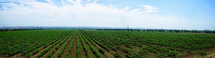 Vineyards stretched to the horizon