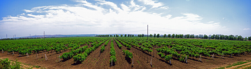 Fototapeta na wymiar Extensive vineyards stretching to the horizon