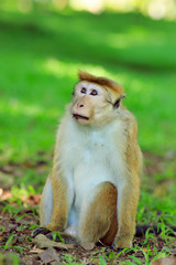 Portrait of male macaque.