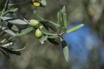 Fototapeta premium Detail of green olives on the tree
