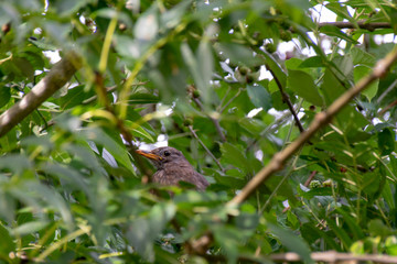 Fototapeta premium Young female blackbird hidden amongst tree branches and leaves