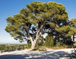 In the garden of the Pope‘s Palace in Avignon a large pine tree and wonderful views. Vaucluse,...