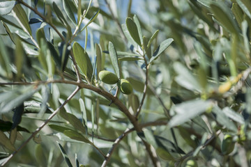 Detail of green olives on the tree