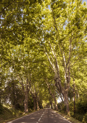 Fototapeta na wymiar Beautiful plane tree alley at St Remy de Provence. Buches du Rhone, Provence, France